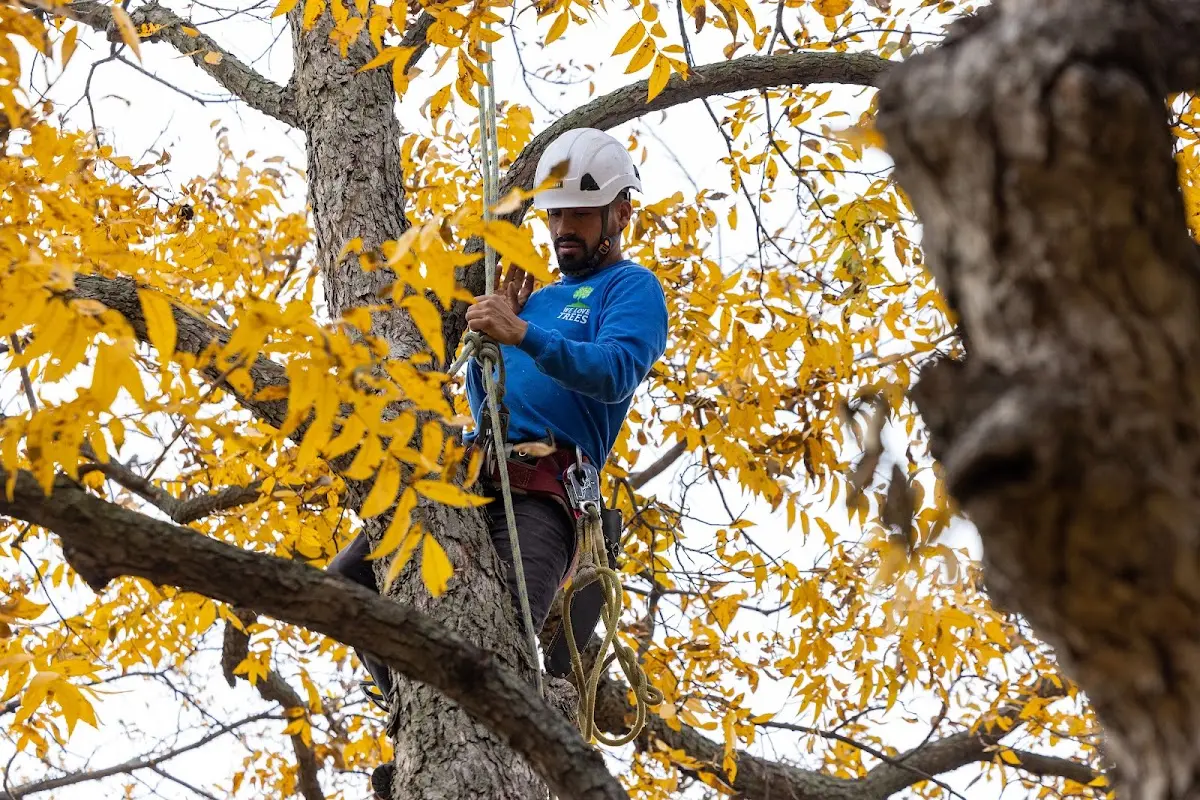 Skilled Tree Trimming crew working in Montgomery Center