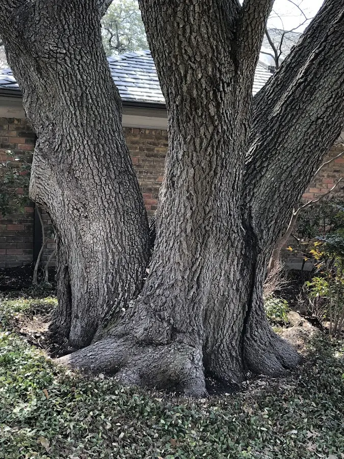 Mature heritage tree close to a Montgomery Center property cared for by certified arborists